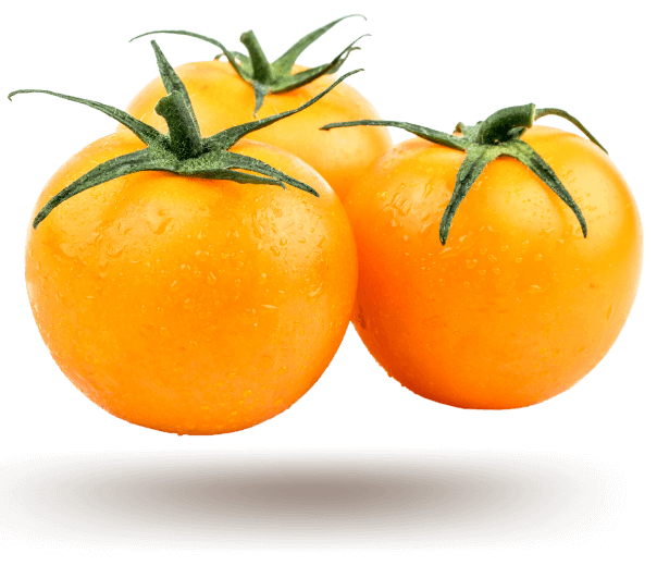 dwarf-yellow-tomato-demo